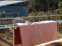 【お題日記】天を仰いだ瞬間！