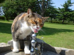 【お題日記】「あまーい体験」なんですか？