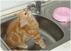 【お題日記】朝起きたら一番最初にする事