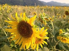 残暑厳しいですね