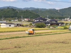 稲刈りの風景