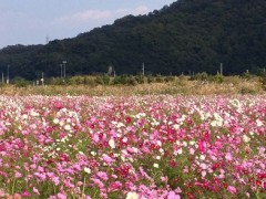 まだしばらく見れそうですよ