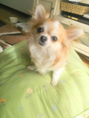 ワンコに癒されます