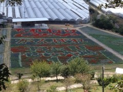 晴天の世羅大地