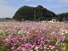 秋晴れのコスモス