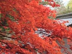 帝釈峡よりきれいでした