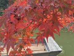 終わりそうな秋