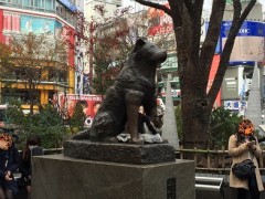 忠犬は猫と仲良し