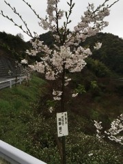 ちっさいお花見ではあります