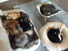 萌え萌えですね～