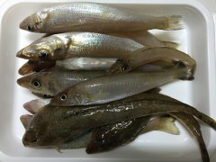 何もない島にもいいことはある