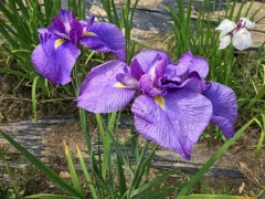 梅雨でも花見ドライブ