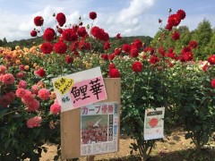 花が心を豊かにする