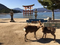 いちゃつく鹿もご一緒に！