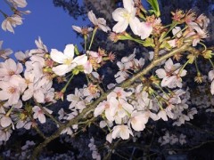 寒冷地の強み？