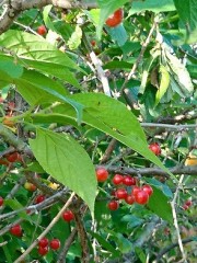 おいしそうなのに…