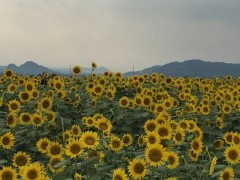 明日へ漕ぎ出す君がいる