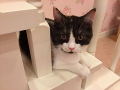 かわいかったんですけどね