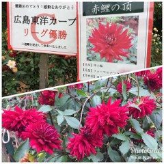 秋の目の保養です