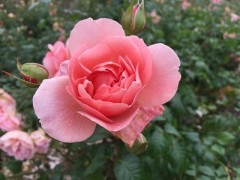 美しいものは元気の源