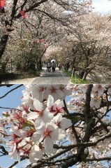 花見しながら詩人になる