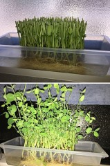 赤ずきんちゃんは別腹