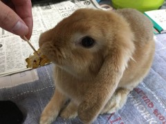 まるで志村どうぶつ園です