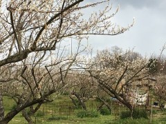 西へ東へ駆ける春