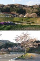 花吹雪も見れました！