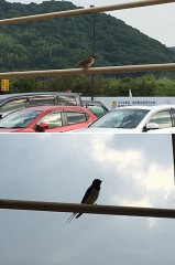 シンボルマークはひまわりです