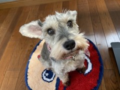 クリスマスっぽくないですが