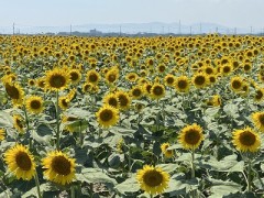青空ヒマワリのように強く