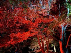 この時期は赤い葉っぱ三昧です