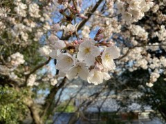 規制守るしコンプラ守るし