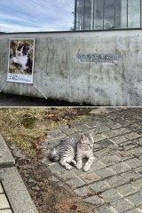 にゃーと私を呼び止める