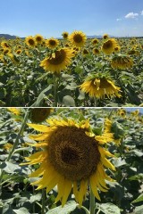 向日葵が伸びる空の向こう