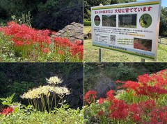 果ても知らずに絢爛に