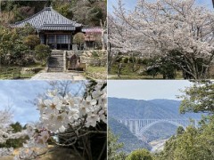 嵐に散れば花びらひとつ