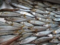 当たると信じられない痛みらしい