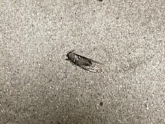 つぎはぎだらけこの顛末を