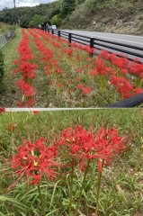 白い夢さえ深紅に染める