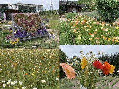 色とりどりのポピー風に揺られ