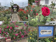 孤独の荒野に咲きほこれ