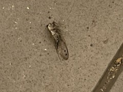 なつのおわり、なつのおわりには