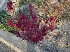 今際のキワキワで踊りましょう