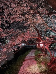 この春はあともう何回