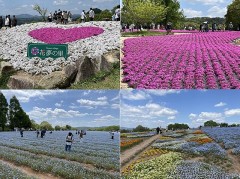 地面から咲く桜もいいですね