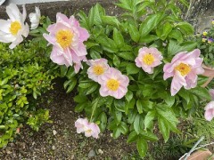 いつも思うよ今を見るのさ