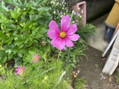 薄紅のコスモスが梅雨の日の