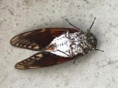 セミが鳴くチキショウと